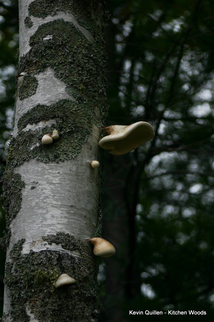 Mushroom in Tree - #3